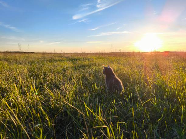 istock Romantic landscape A cat sits in a meadow at sunset 2185138622