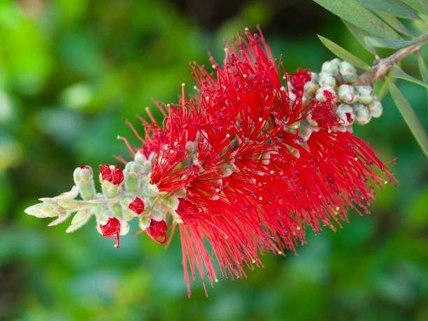 Horizontal extreme closeup photo of green leaves and a red flower opening on an Australian native Bottlebrush bush. Soft focus background.