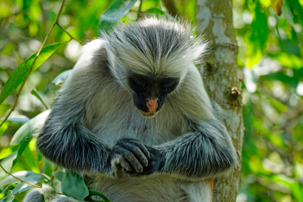 istock tanzania wildlife 2185139006