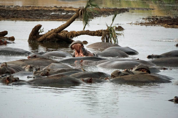 istock tanzania wildlife 2185139091