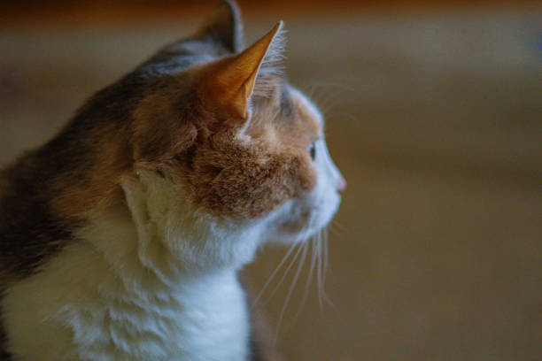 Old tabby cat with green eyes relaxing at home.