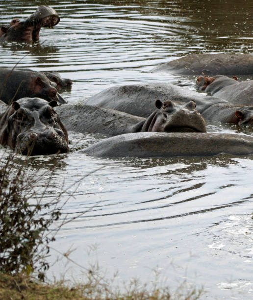 istock tanzania wildlife 2185139304