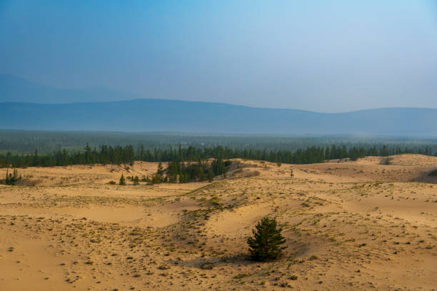 istock Sand dunes meeting lush green vegetation under a hazy sky 2185140972