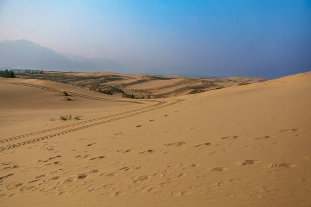 Vibrant green and yellow poplar trees grow atop the sweeping sand dunes of Bayingolin, Xinjiang, China. The layered dunes create elegant curves, contrasting beautifully with the resilient desert vegetation.