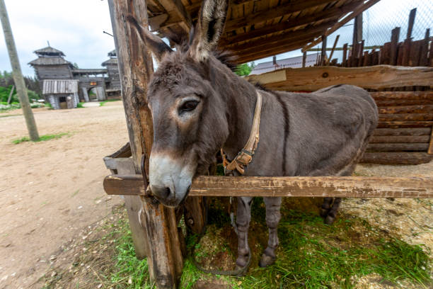 istock Fenced wooden paddock with domestic donkeys 2185141409