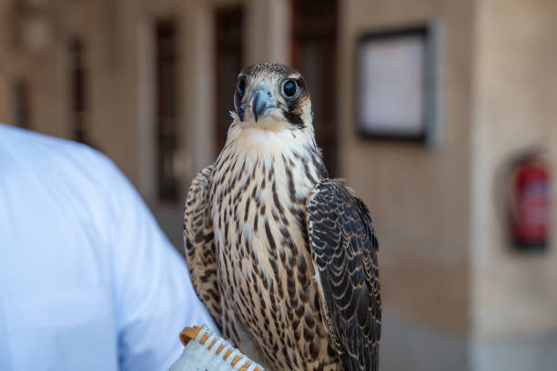 istock Falcon Training at Souq Waqif in Doha, Qatar 2185141425