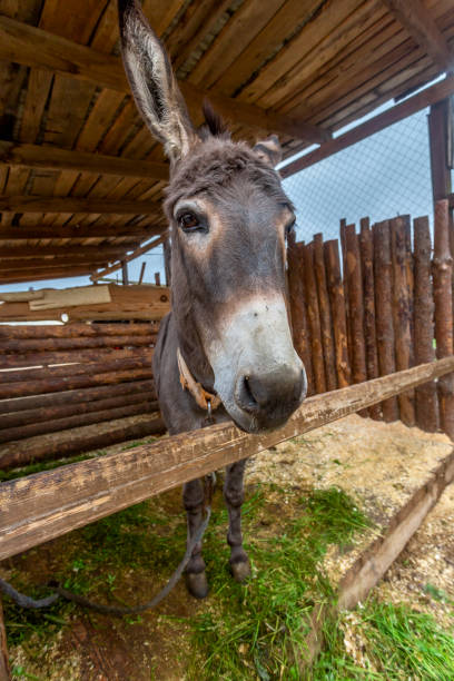 istock Fenced wooden paddock with domestic donkeys 2185141464
