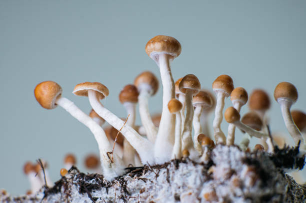 magic mushroom stock x