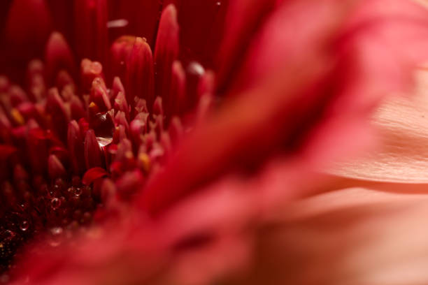Macro of a red gerbera flower with water droplets.