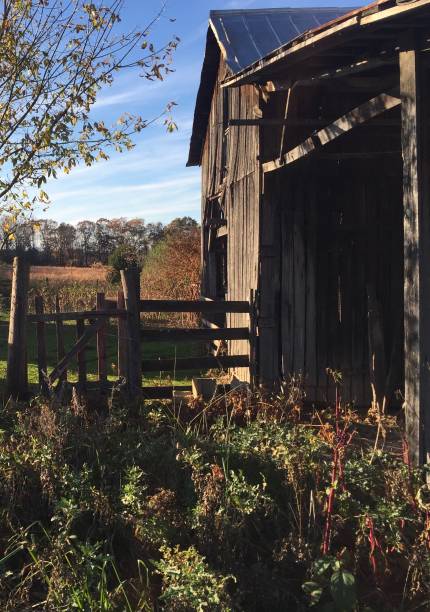 Old brown barn and fence surrounded by farm yard field weeds and flower meadow