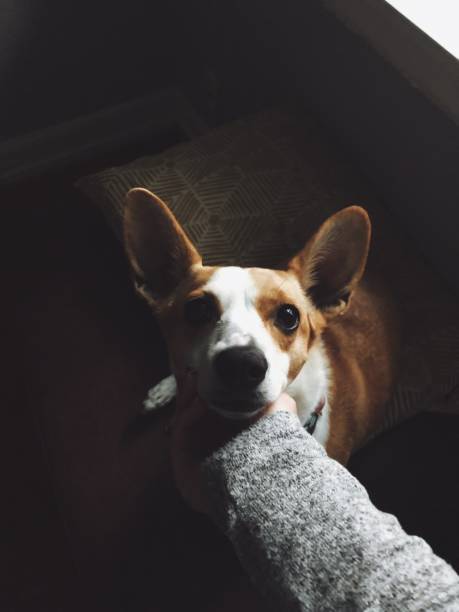 istock Face of a small dog being held 2185145176