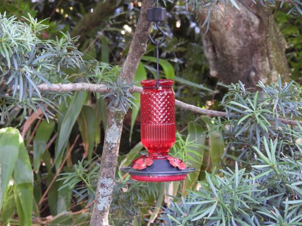 istock Lantern Hummingbird Feeder hanging from a tree 2185146360