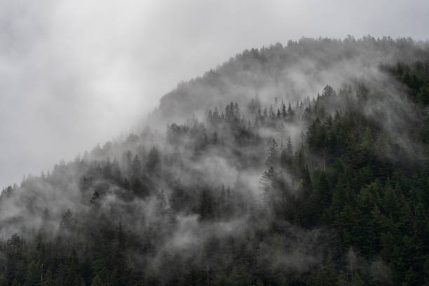 Fog and rain in the mountains near Port Renfrew, BC.