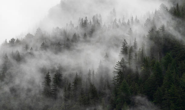 istock Foggy Rainforest Vancouver Island 2185147311