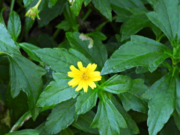 istock Chinese wedelia (Sphagneticola 
calendulacea ) - yellow flower 2185147648