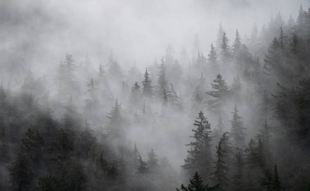istock Foggy Mountain Rainforest Vancouver Island 2185147704