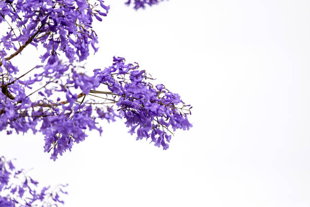 Closeup beautiful Jacaranda purple flowers, beautiful nature background with copy space, full frame horizontal composition