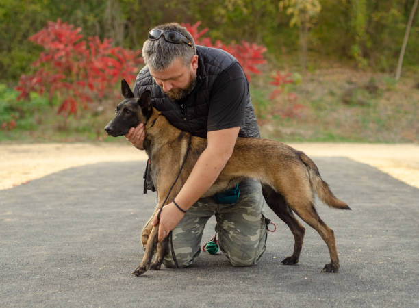 istock Belgian shepherd. Dog breed  poses 2185153042