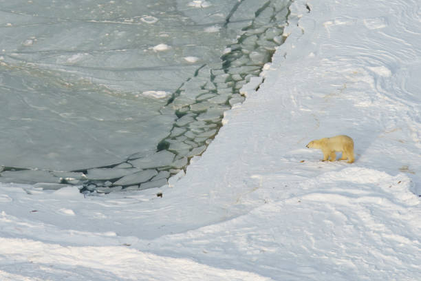 istock Churchill polar bear aerial view 2185153334