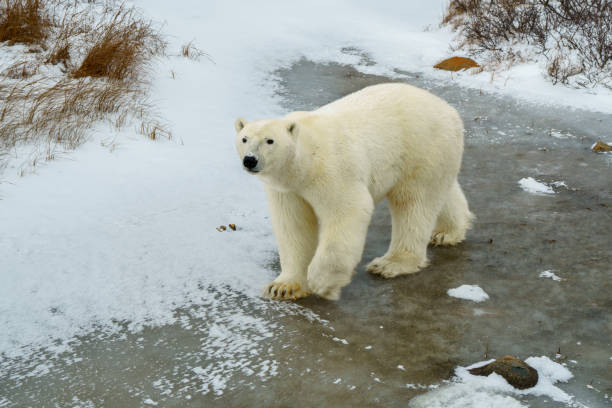 istock Solitary close up Churchill polar bear 2185153348