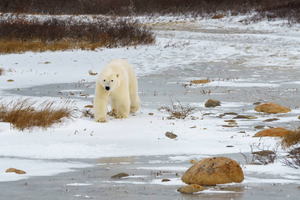 istock Solitary close up Churchill polar bear 2185153355