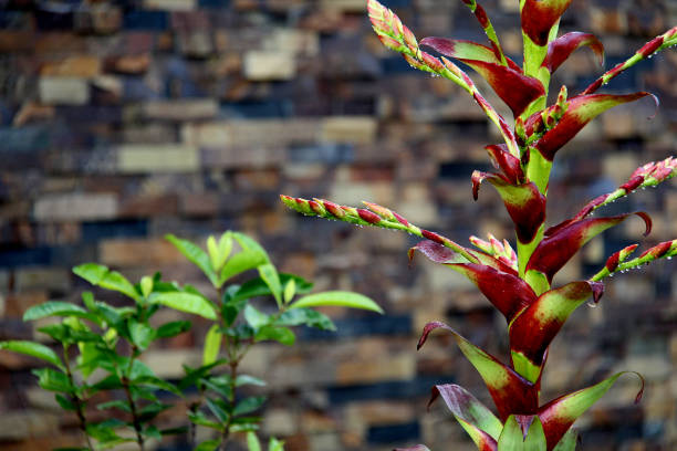 Bromelia flowers with raindrop