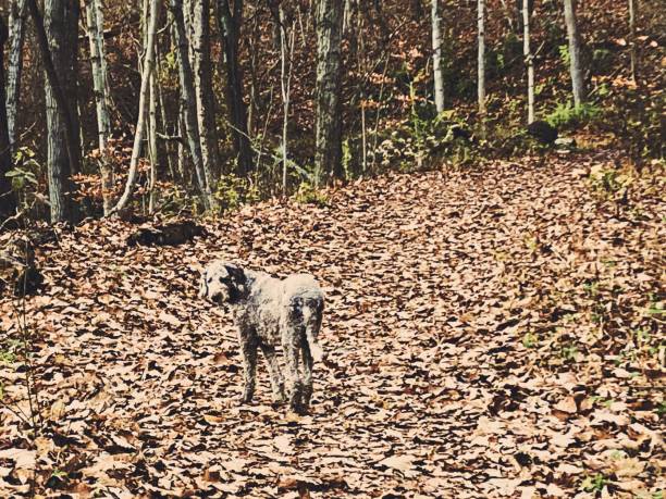 Dog Walking on Leaves in the Forest