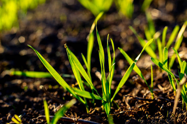 istock Winter wheat sprouts have just sprouted. Sprouts growing in the soil. Sowing wheat 2185155914