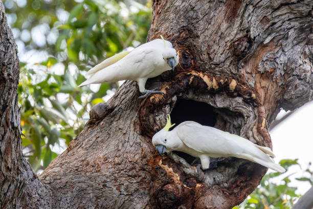 istock Sulphur-crested Cockatoo at nest hollow 2185157616