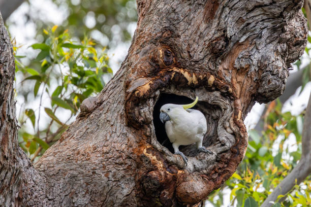 istock Sulphur-crested Cockatoo at nest hollow 2185157625