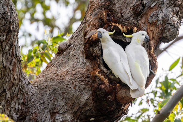 istock Sulphur-crested Cockatoo at nest hollow 2185157628