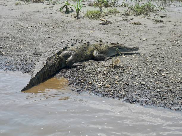 istock Alligator Coming out of the Water 2185159675