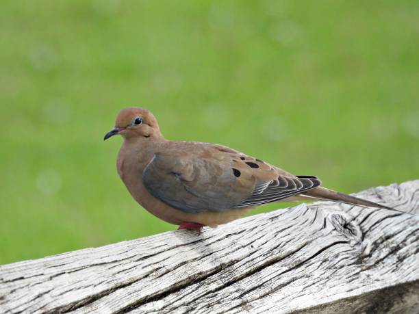 istock Mourning Dove (Zenaida macroura) - resting on a wood railing 2185160050