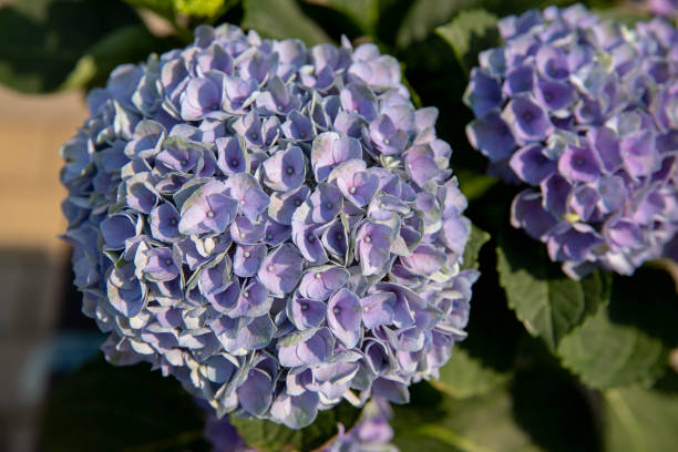 istock Blue purple Hydrangea flowers with water drops 2185160580