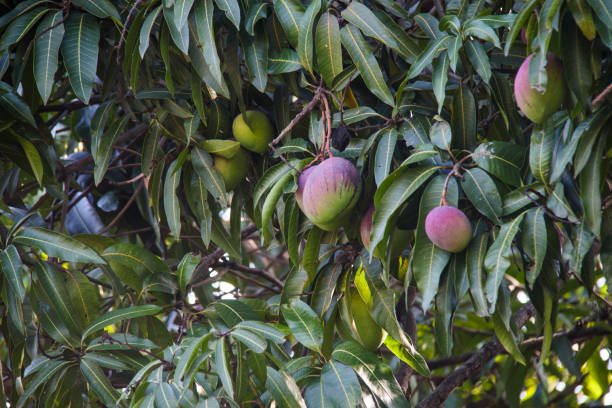 Mangoes on a mango tree in Rio de Janeiro, Brazil.