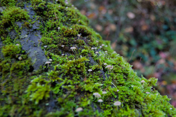 istock Tree covered in moss with the Monachil River in the background 2185162066