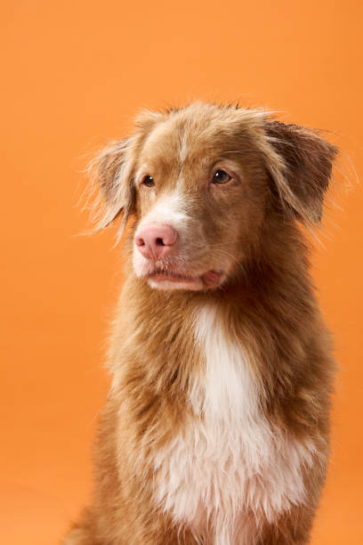 istock Nova Scotia Duck Tolling Retriever looking up with soft expression indoors 2185162233