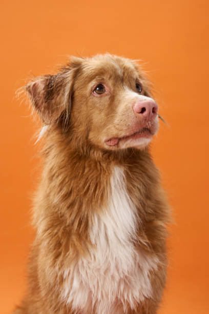 istock Nova Scotia Duck Tolling Retriever looking sideways on orange background indoors 2185162236