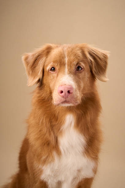 istock Nova Scotia Duck Tolling Retriever sitting on beige background 2185162307