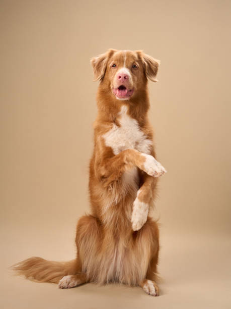 istock Nova Scotia Duck Tolling Retriever in begging pose indoors 2185162308