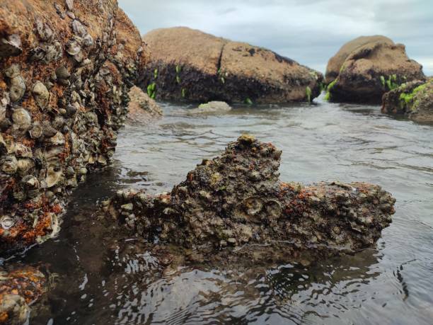 Free picture: shellfish, rock, waimarama, beach