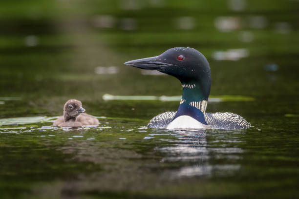 istock Common Loon parent swimming with chick 2185169209