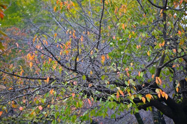 istock Autumn leaves of cherry trees. 2185170785