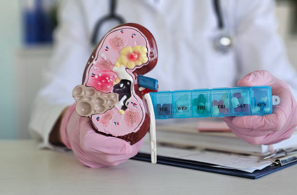 istock Doctor connects kidney model with pills together 2185171442