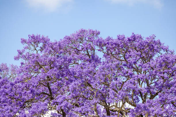 istock Closeup beuatiful Jacaranda purple flowers, beautiful nature background with copy space 2185174852