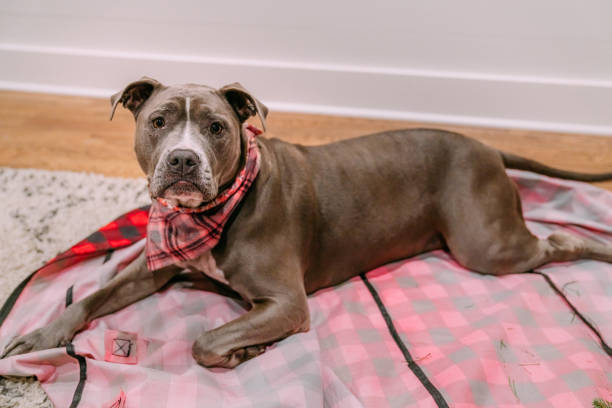 Cute portrait of a Pit Bull dog laying on a Christmas-Themed Plaid Artificial Tree Storage Bag while the house is being decorated for the holidays