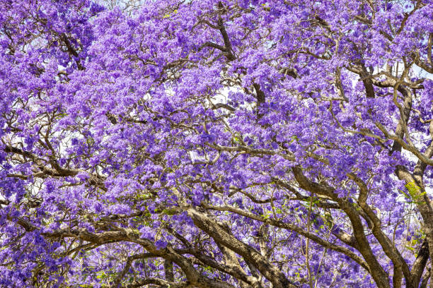 Blooming beautiful Jacaranda, beautiful nature background with copy space, full frame horizontal composition
