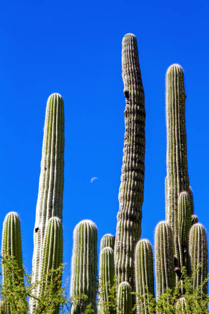 The Tehuacán-Cuicatlán Biosphere Reserve is a protected natural area located in southeastern Mexico. Its name derives from its two main localities: Cuicatlán and Tehuacán; the latter is where its administrative offices are located. It covers 490,186 hectares distributed in 21 municipalities in the state of Puebla and 30 in Oaxaca. On July 2, 2018, at the XLII session of the UNESCO World Heritage Committee, the site was recognized as a mixed -natural and cultural- World Heritage Site.