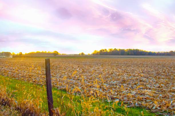 Corn field at sunrise with fence-Howard County, Indiana