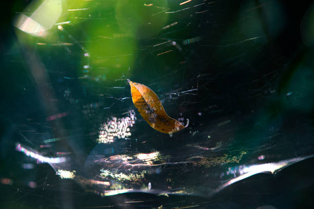 A solitary leaf caught in a spider web surrounded by lush greenery, highlighting the interplay of nature, beauty, and the intricate web of life in a serene environment